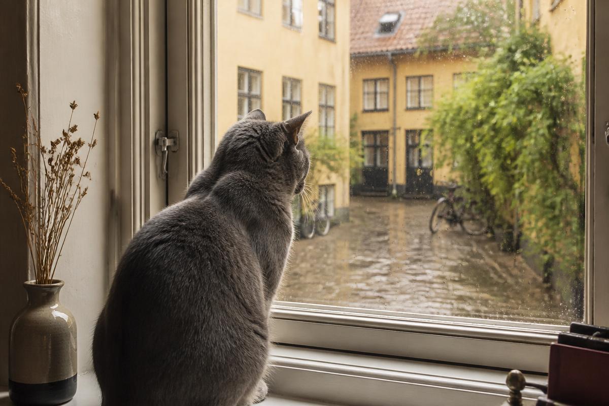 Grå kat sidder i en vinduskarm og ser ud på en dansk gårdhave
